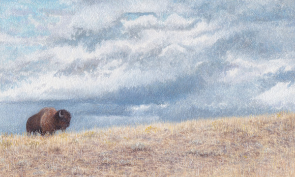 Bison Rising by Kelly Leahy Radding