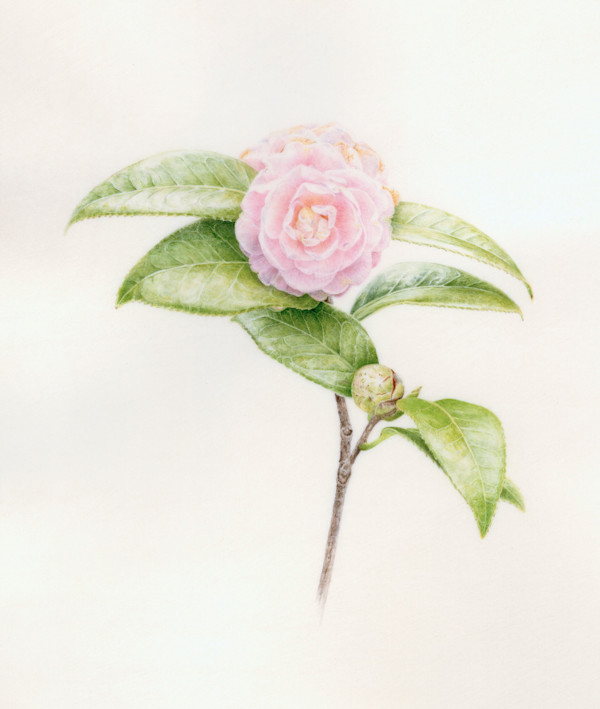 Camellia japonica 'Pink Perfection' by Kelly Leahy Radding