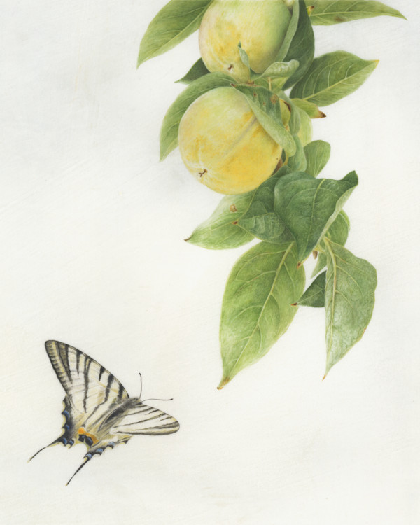 Monica's Persimmon & Scarce Swallowtail by Kelly Leahy Radding