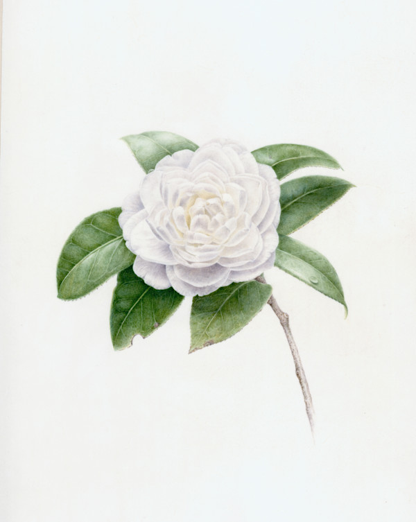 Camellia japonica 'Sea Foam' by Kelly Leahy Radding