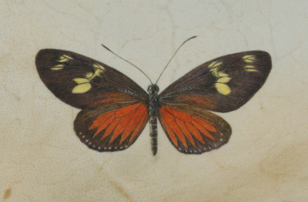 Doris Longwing by Kelly Leahy Radding