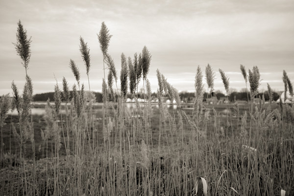 Winter At The Long Island Sound by Indy Beck