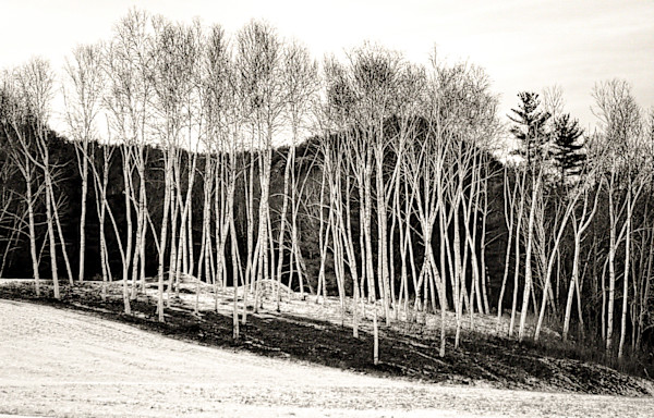 Among the Birch by Indy Beck