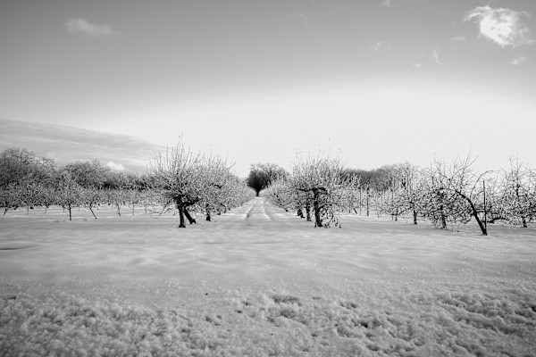 Icy Orchard by Indy Beck