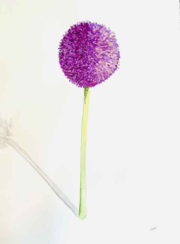Allium 2 by Tracy McCarty