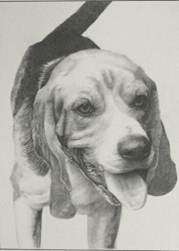 Boomer by Sammy Watson