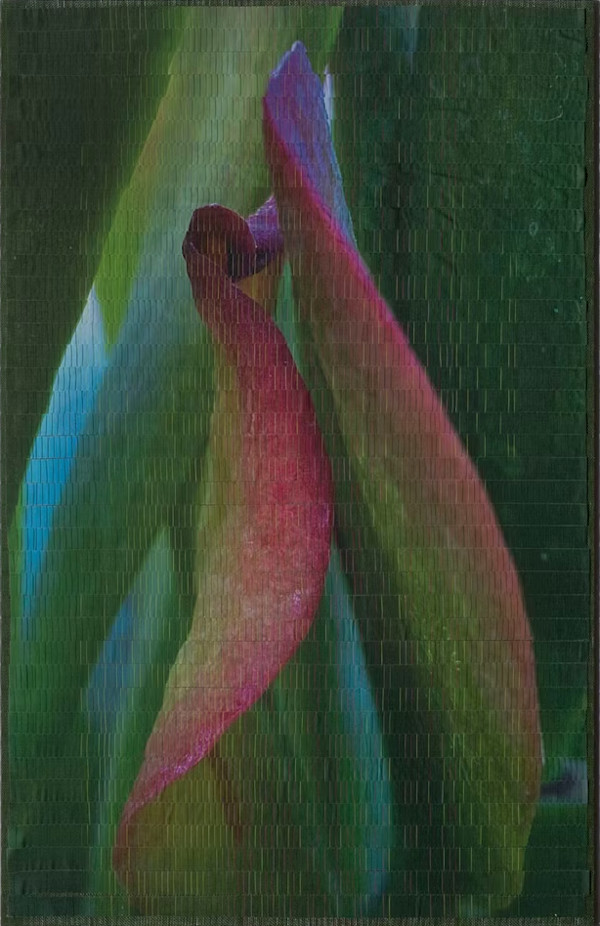 Crassula1 by Christine Guernsey, Image 1.