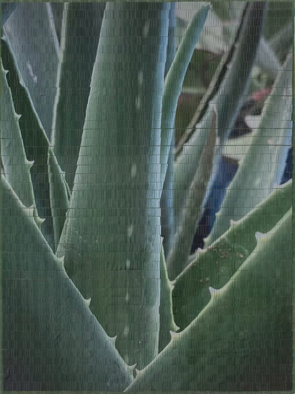 Aloe by Christine Guernsey, Image 4.