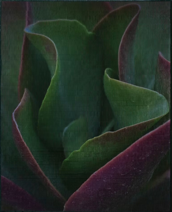 Crassula 2 by Christine Guernsey, Image 1.