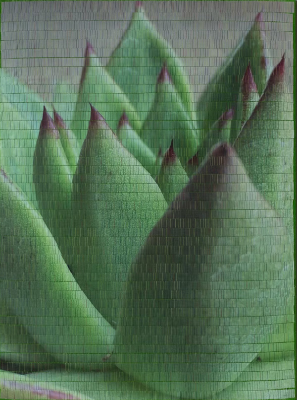 Echeveria by Christine Guernsey, Image 1.