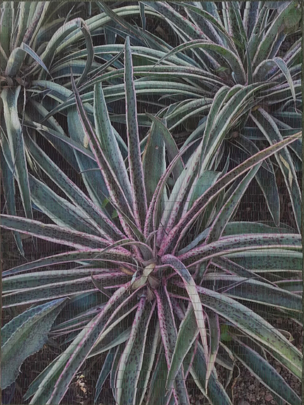 Mangrave Patch by Christine Guernsey, Image 1.