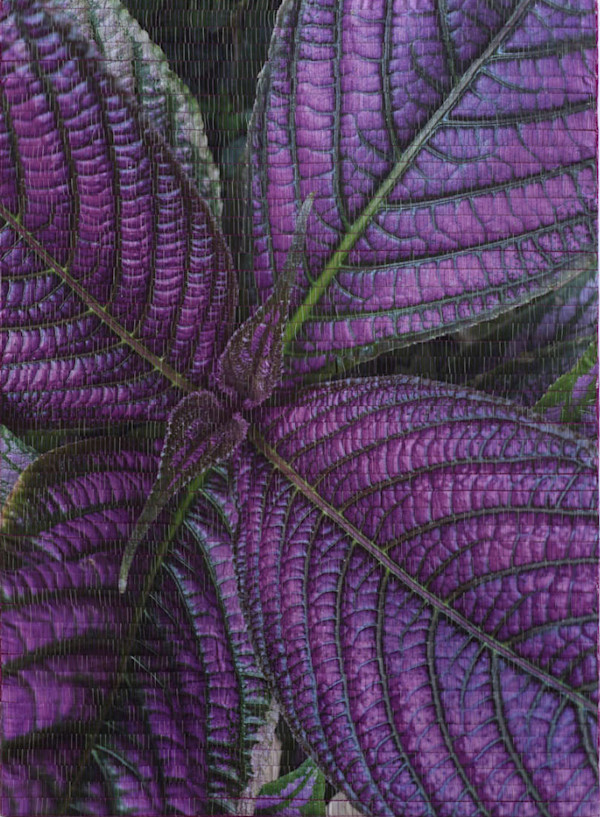 Persian Shield by Christine Guernsey, Image 1.