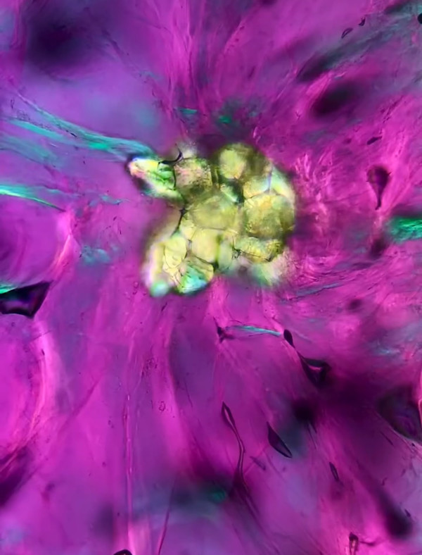 Macro 79 by Robin K. Moore