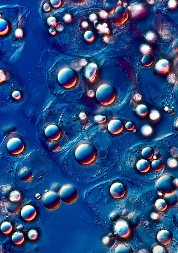 Macro 41 by Robin K. Moore