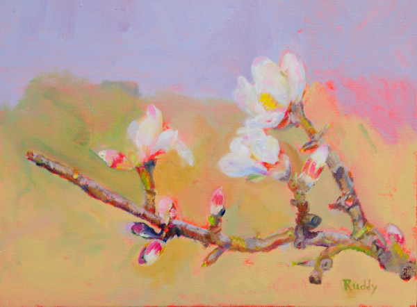 Almond Blossoms by Sally Ruddy