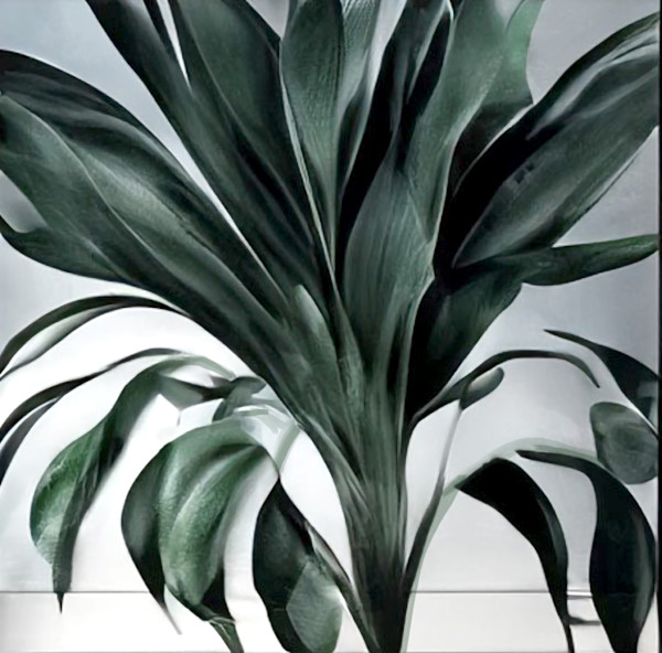 Green Leaves. Memory of Tropical Rain on Maldives by Baroque Anarchist