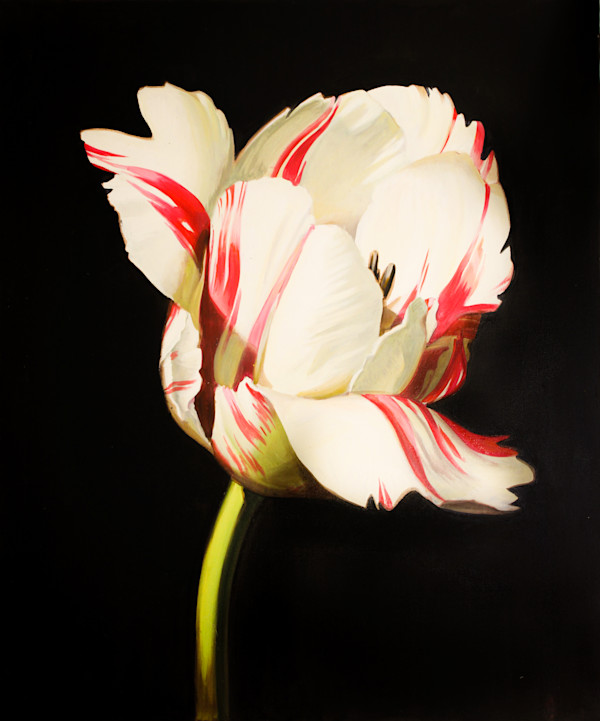 White and Red Striped Tulip. Baroque Inspired by Baroque Anarchist