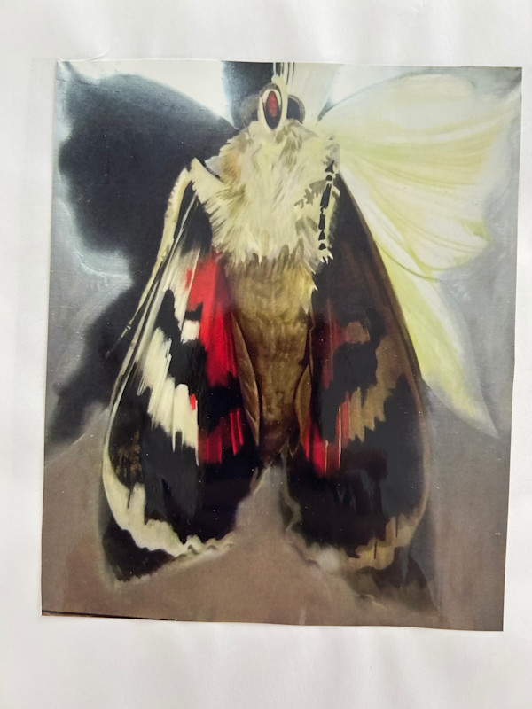 The Butterfly by Sasha Suvorova, Image 4.