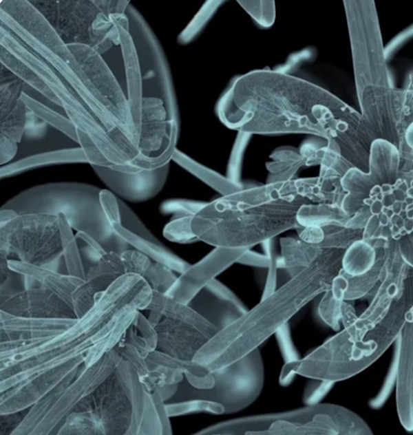 Inner Garden by Aleksandra Suvorova