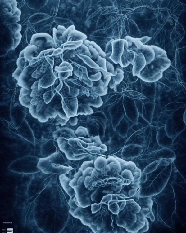 Inner Garden 4 by Aleksandra Suvorova