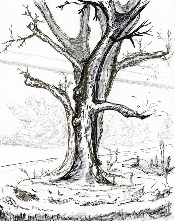 Silent Branches by Nicci Schwartz