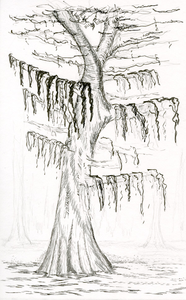 Swamp Cypress with Moss by Nicci Schwartz