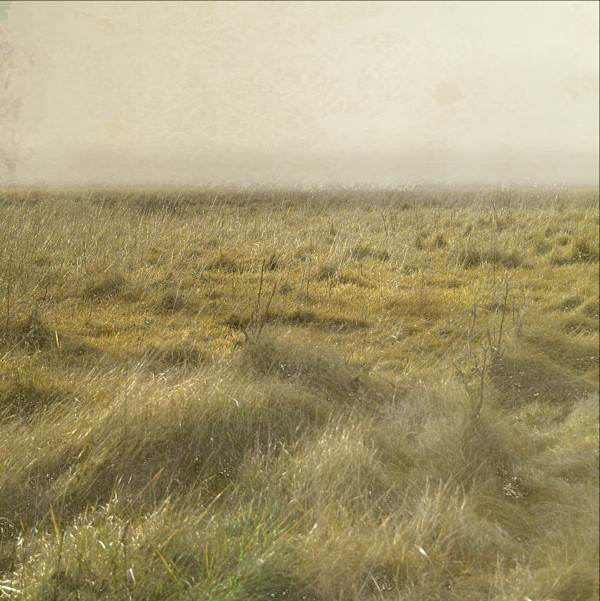 "Distilled" by Jessica Wascak