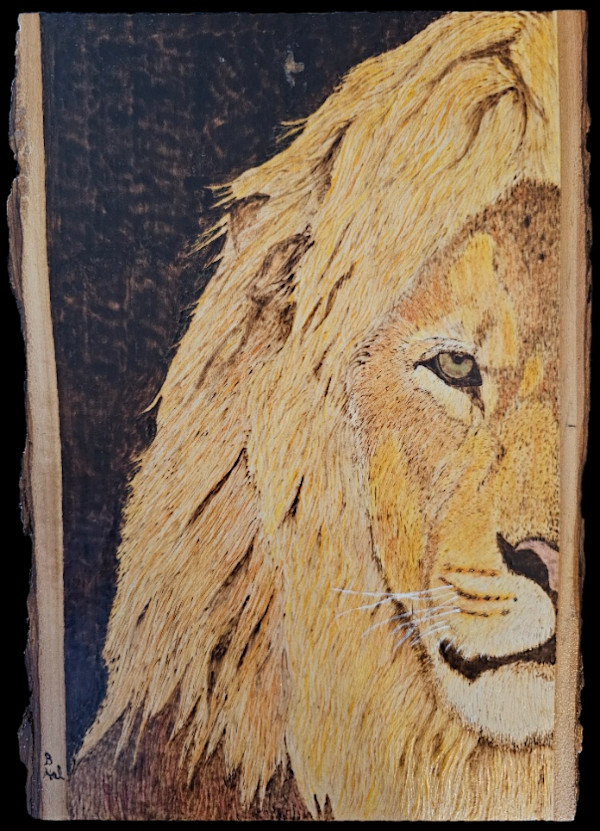 Lion half portrait by Butch Halberstadt