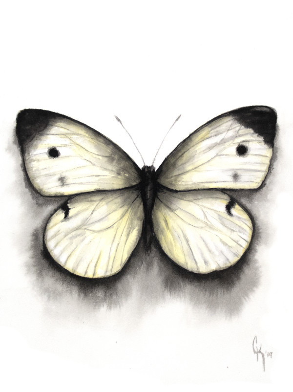 Cabbage White by Carrie Kohles