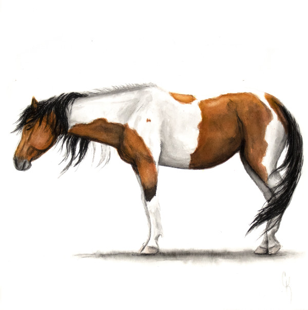 Caesura - Onaqui Mountain Mustang by Carrie Kohles