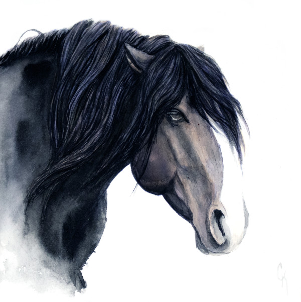 Dissonance - Onaqui Mountain Mustang by Carrie Kohles