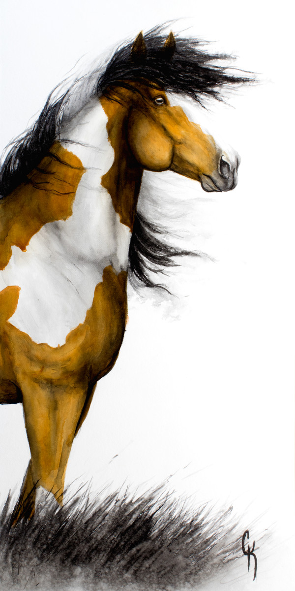 Gaze by Carrie Kohles