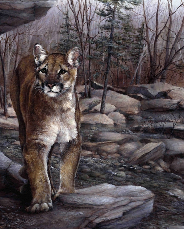 Mountain Lion by Krista's Art Studio