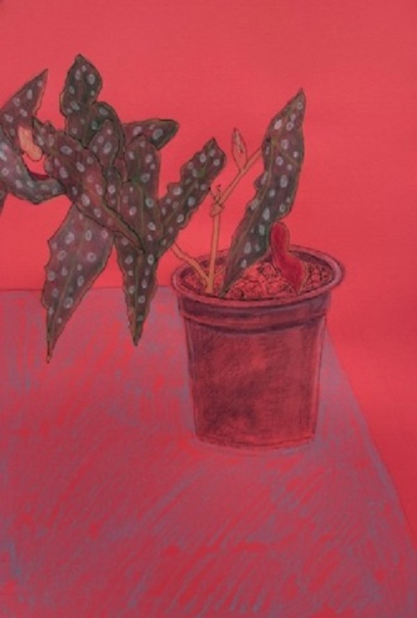 Begonia on Pink by Kim Atlin, Image 1.