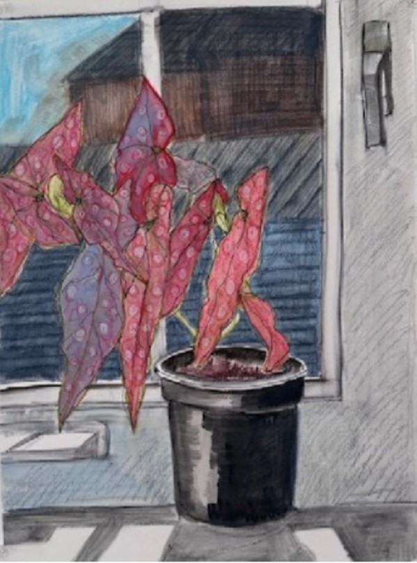 Begonia on Windowsill by Kim Atlin, Image 1.