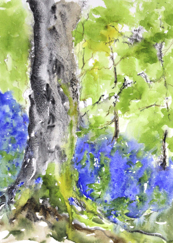 Bluebell Woods - In Full Bloom