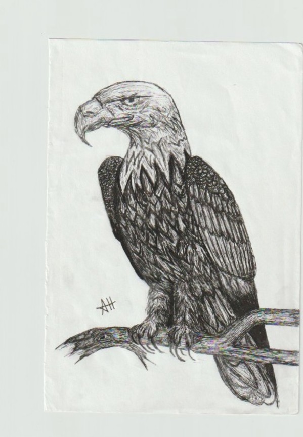 Bald Eagle by addison harper, Image 1.