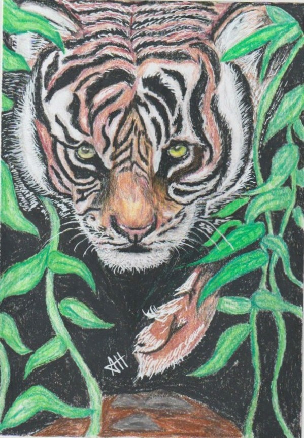 Lost Tiget by addison harper, Image 1.