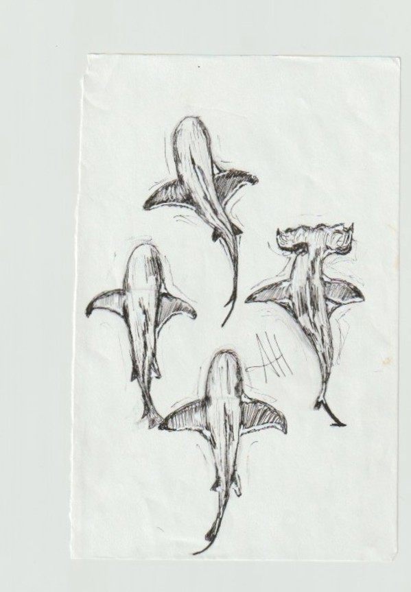 Sharks by addison harper, Image 1.