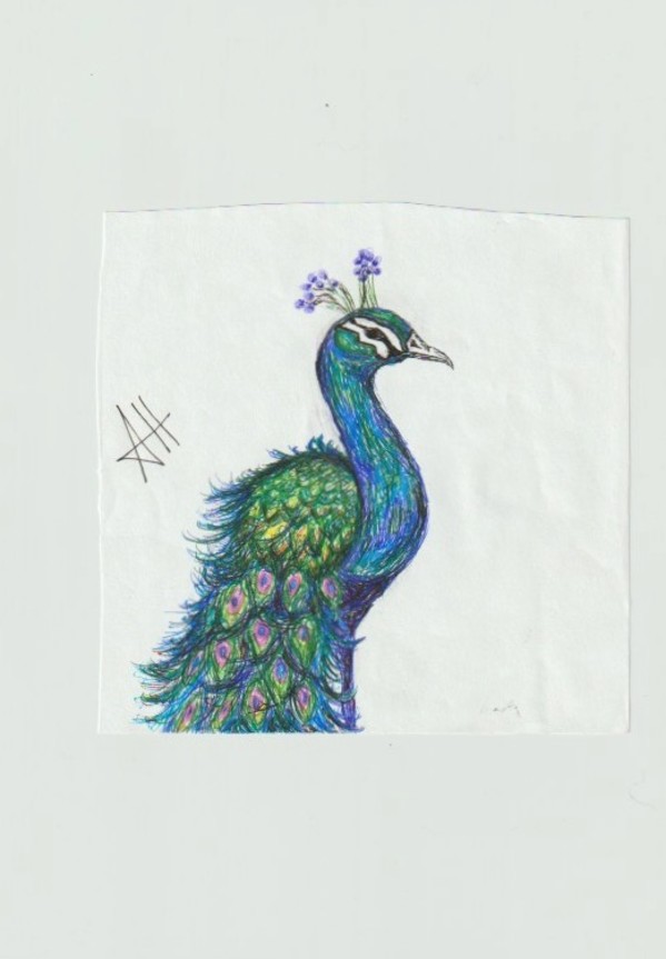 Peacock by addison harper, Image 1.