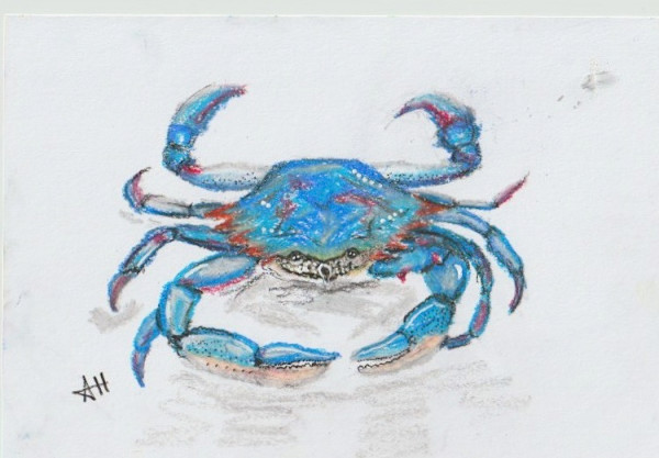 Blue Crab by addison harper, Image 1.