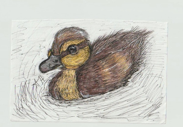 Swimming Duckling by addison harper, Image 1.