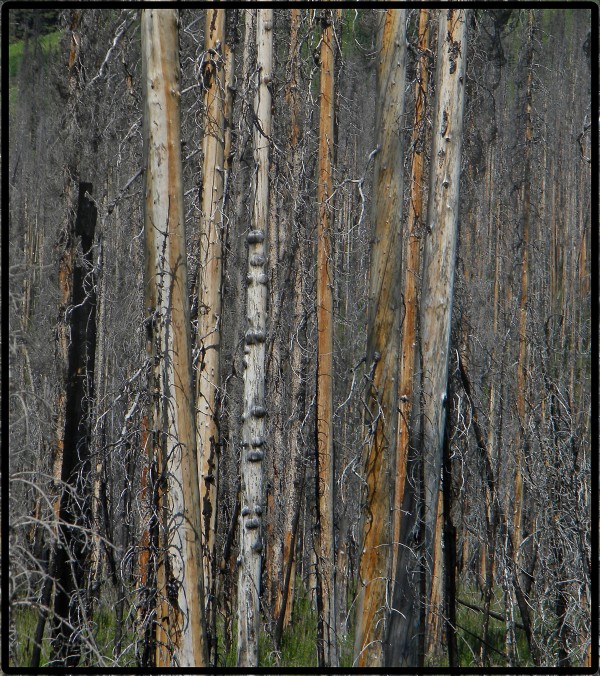 The Kootenay Burn - A Four Seasons Series - #30 by James McElroy