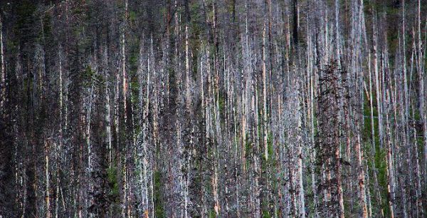 Kootenay  Burn - A Four Seasons Series Image #17 by James McElroy