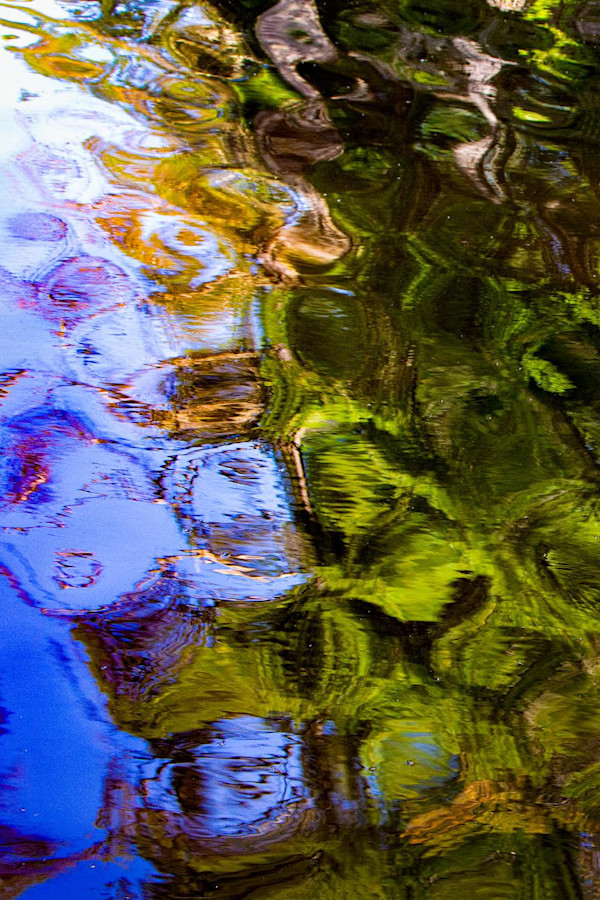 Pond Cells by Ruth Clegg