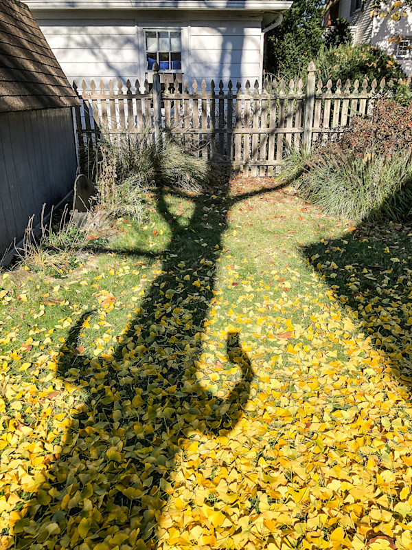 Shadow Self-Portrait / Tree by Dan Borden, Image 1.