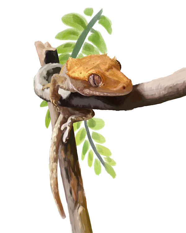 Henry the Crested Gecko by Sam Larson