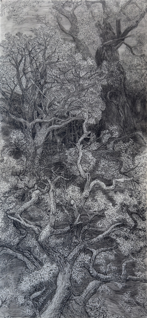 Remembering the Trees at Mountain Lake by Hollis Hammonds, Image 1.
