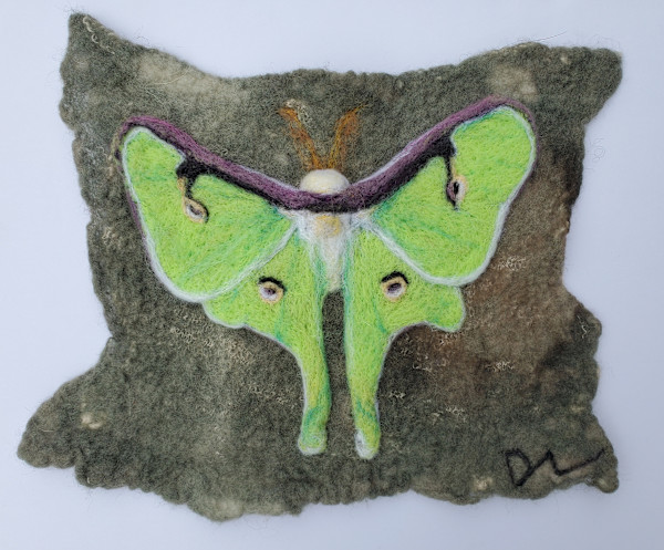 Luna Moth by Darci Lenker