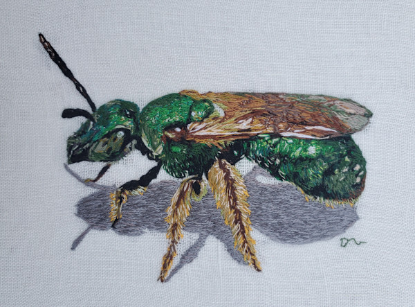 Sweat Bee by Darci Lenker